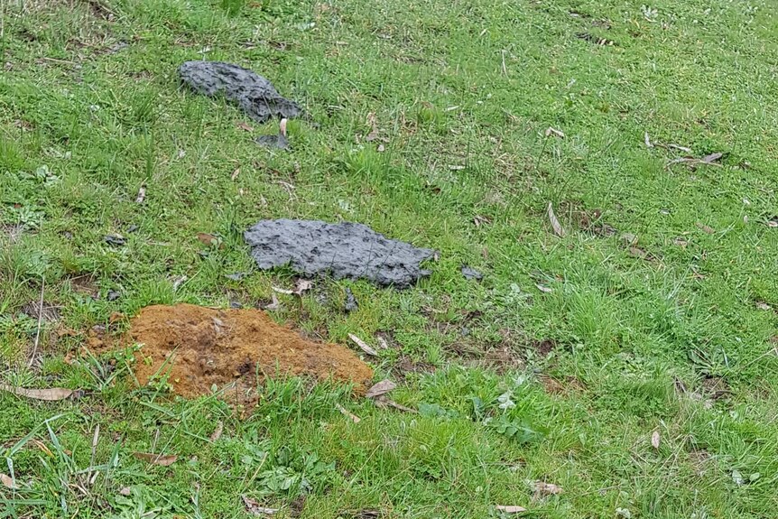 Cow poo on grass after it has been processed by dung beetles.