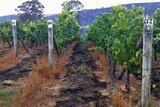 It's feared bushfire smoke has tainted the grapes of vineyards in the Derwent Valley.