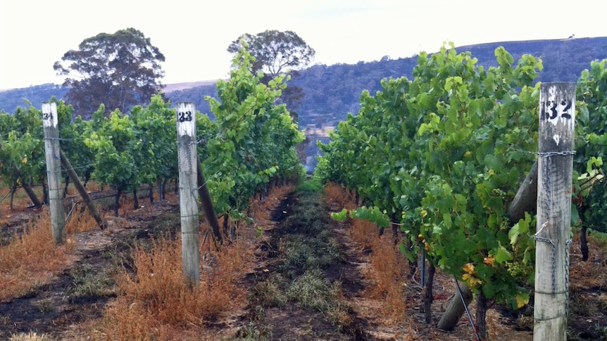 It's feared bushfire smoke has tainted the grapes of vineyards in the Derwent Valley.