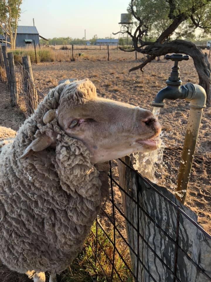 sheep drinks from tap
