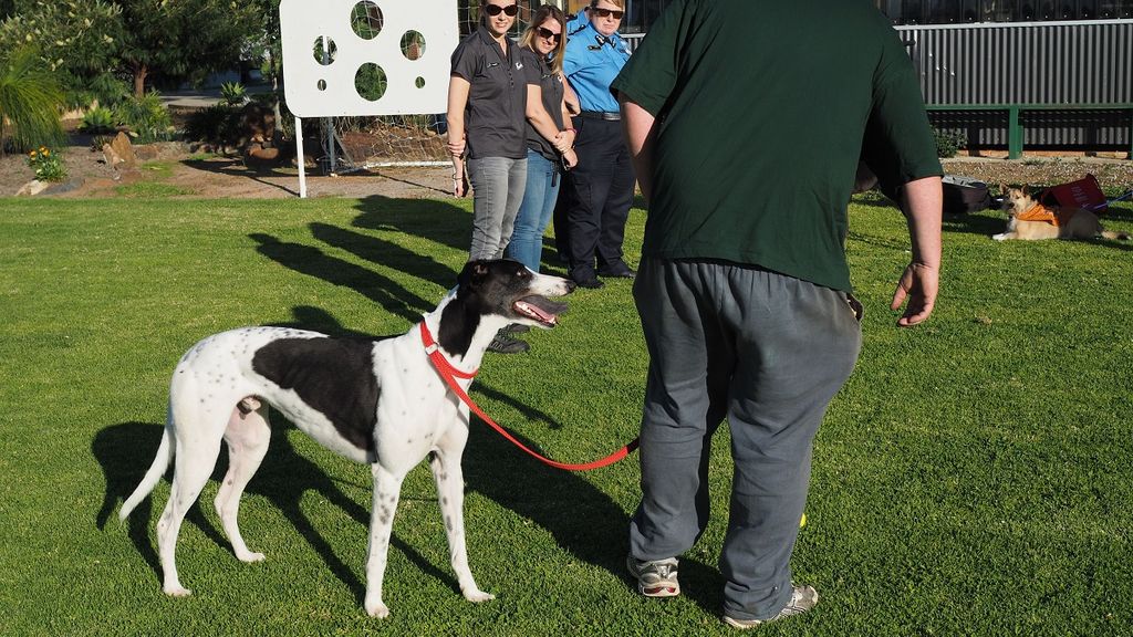 Do Greyhounds Get Cold At Night
