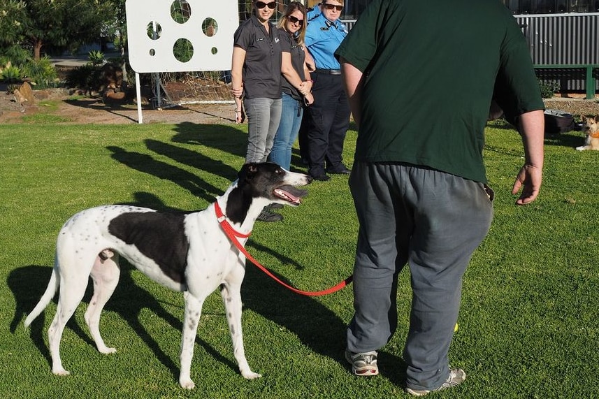 A white and black greyhound on a leash stands next to a man in a green shirt outdoors.