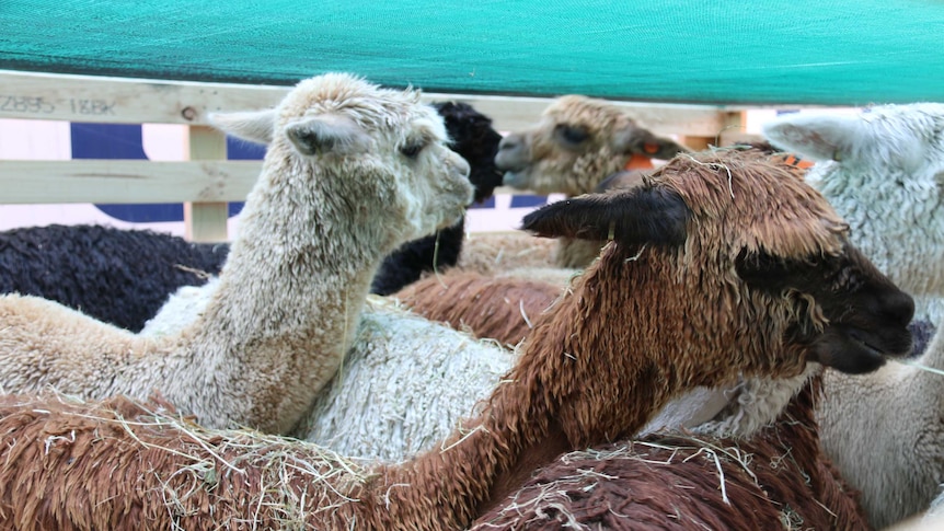 A group of alpacas wait in a crate for transport.