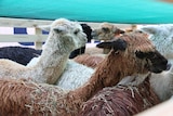 A group of alpacas wait in a crate for transport.
