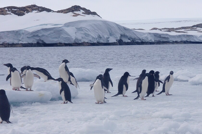 Ocean acidification threatens the survival of these penguins.