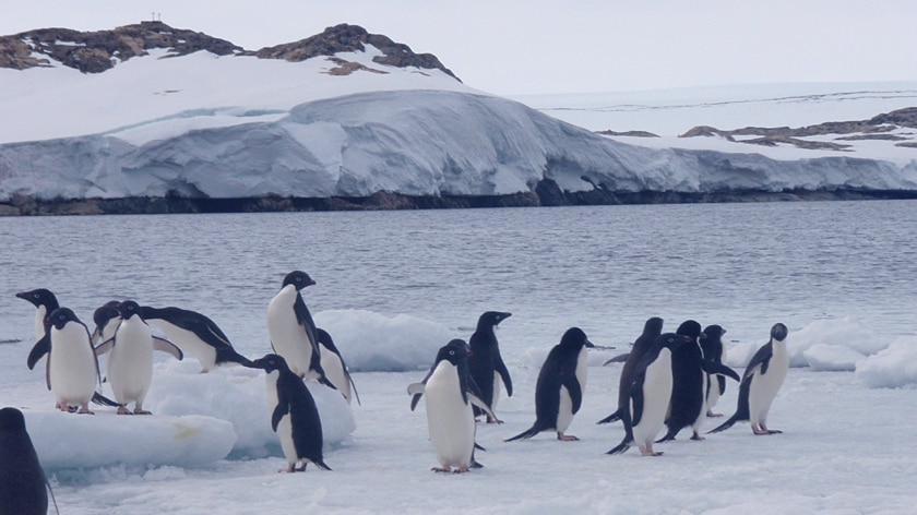 Ocean acidification threatens the survival of these penguins.