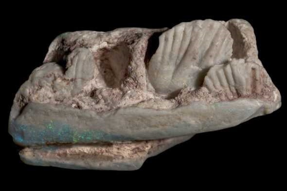 A dinosaur bone fragment