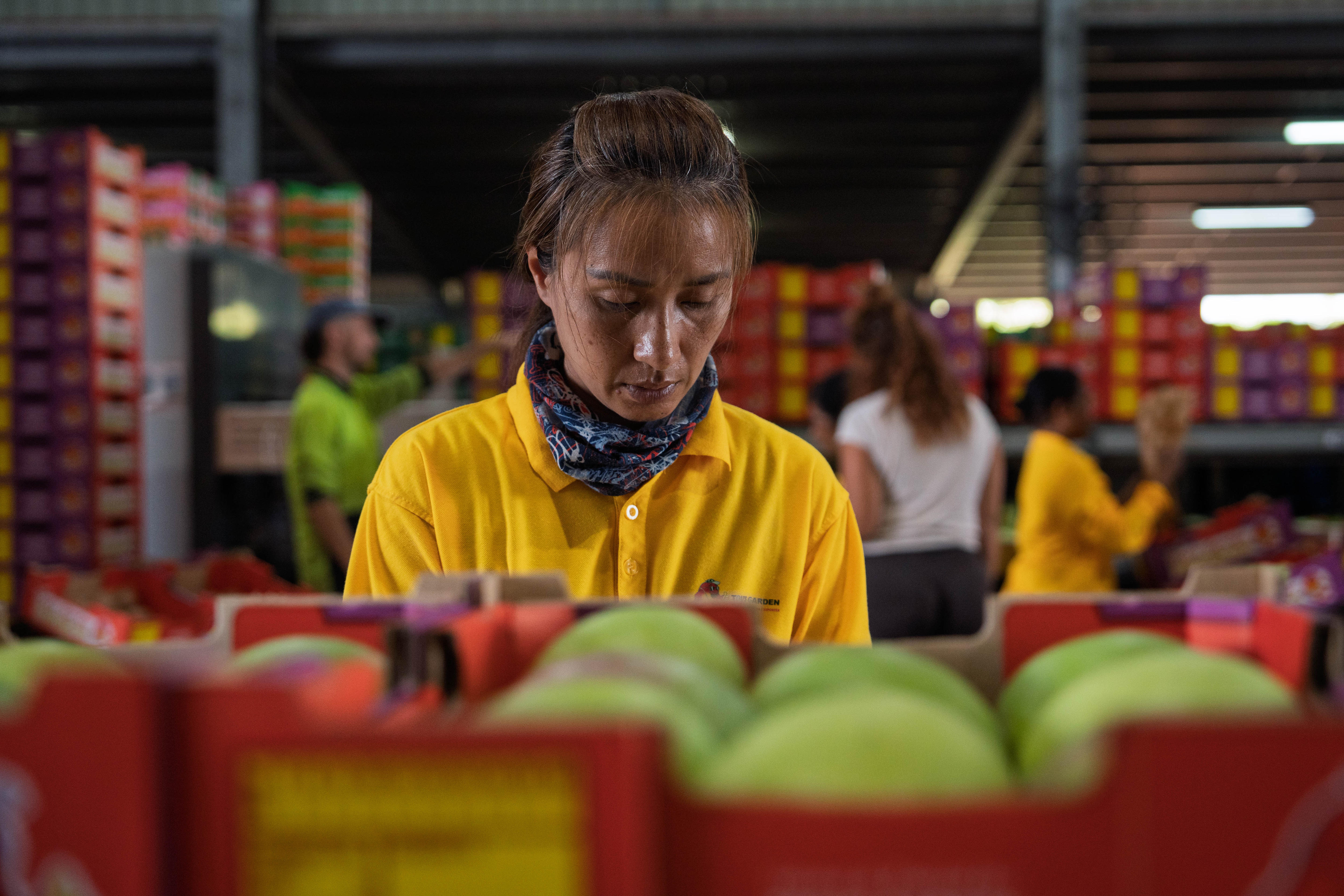 Mango farmers raise the alarm on government cuts to Australia's working holiday visa program