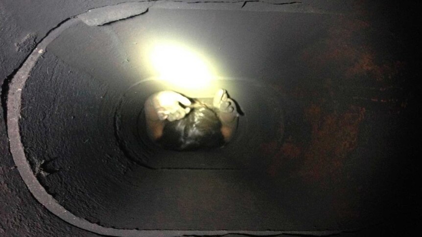 Genoveva Nunez-Figueroa is shown stuck in a chimney in this handout photo from the Ventura County Sheriff's Department and released to Reuters October 20, 2014