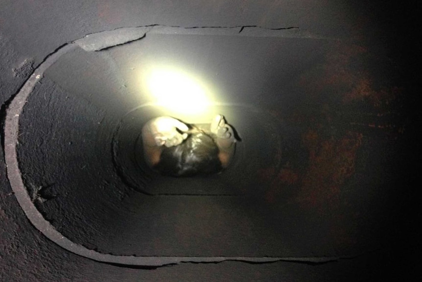 Genoveva Nunez-Figueroa is shown stuck in a chimney in this handout photo from the Ventura County Sheriff's Department and released to Reuters October 20, 2014