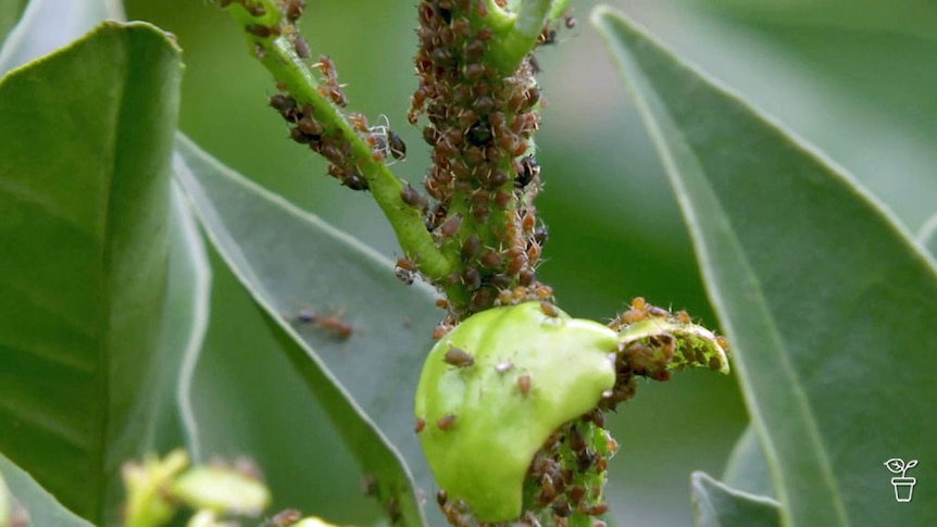 Aphids covering a plant.