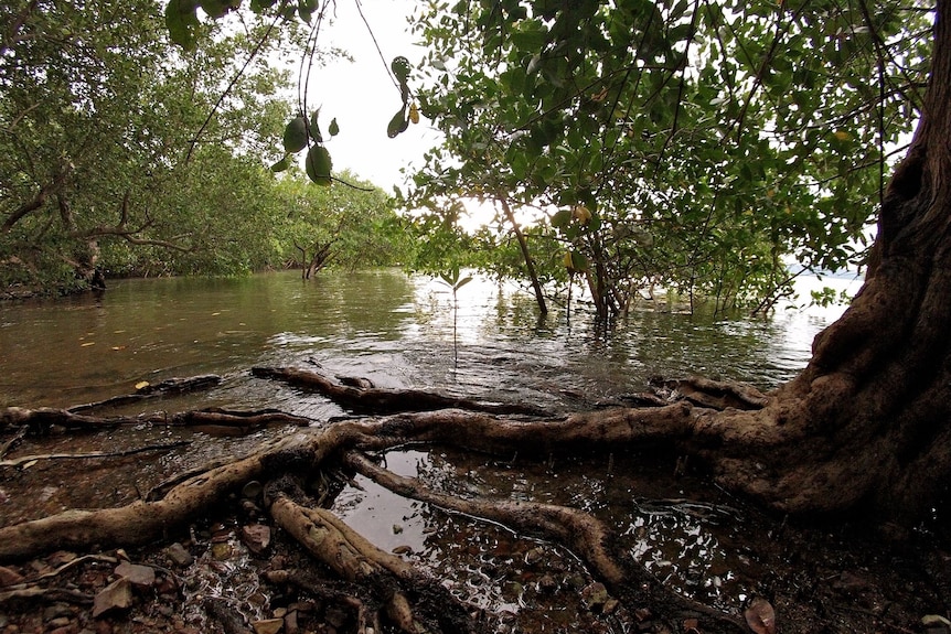 Mangrove in water