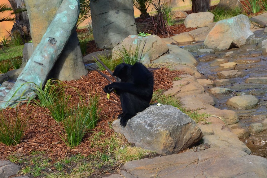 A Siamang eats a banana at Canberra's National Zoo.