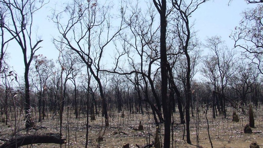 Fire-devastated Kutchera Station in the Etheridge Shire in Qld's Gulf Country in December 2012