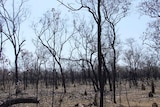 Burnt pasture at Kutchera Station in the Etheridge Shire.