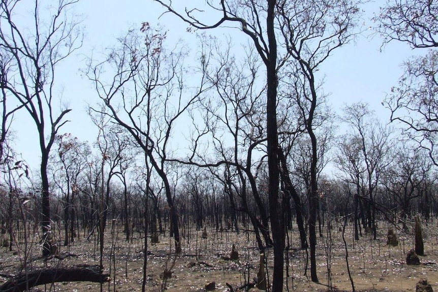 Burnt pasture at Kutchera Station in the Etheridge Shire.