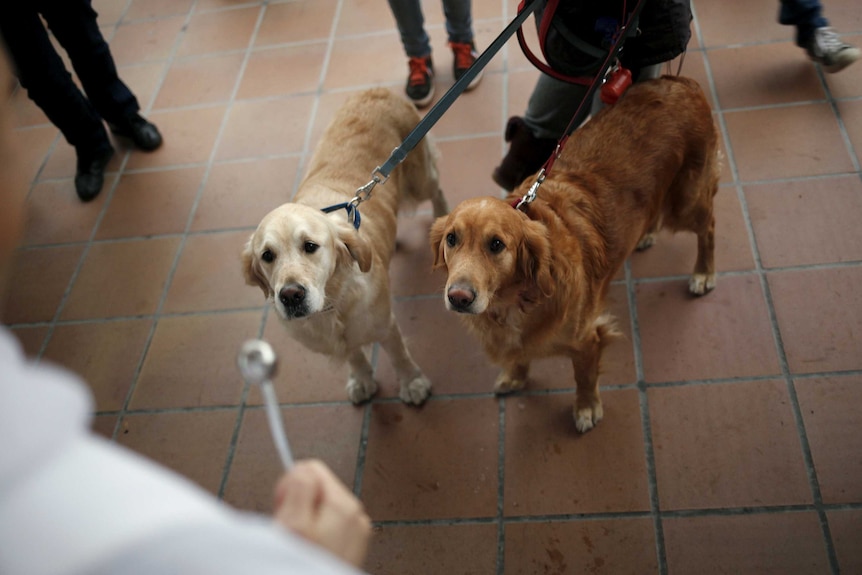 Dogs look at priest as they are blessed