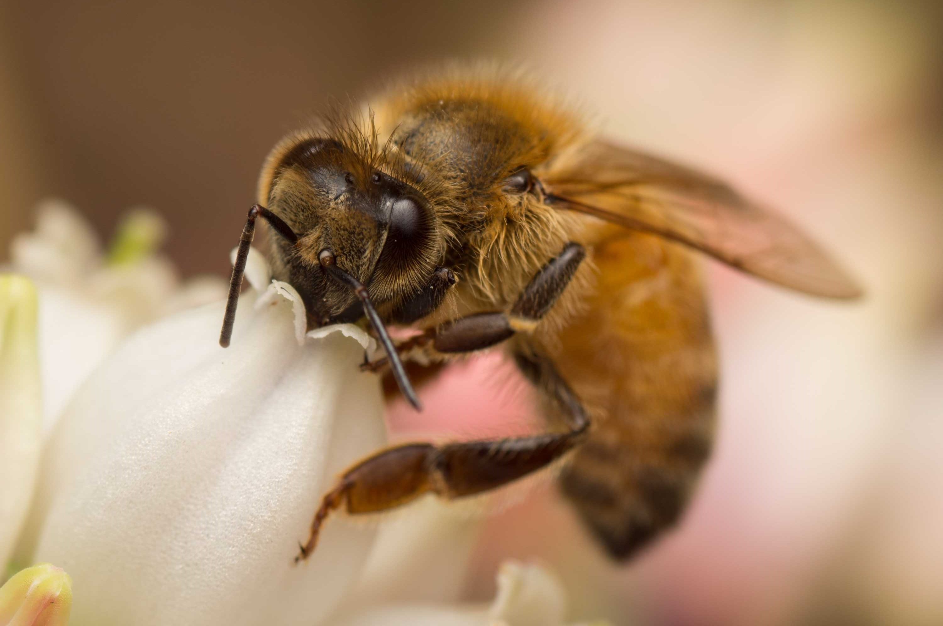 A European honey bee squeezing its head into a flower for pollen.