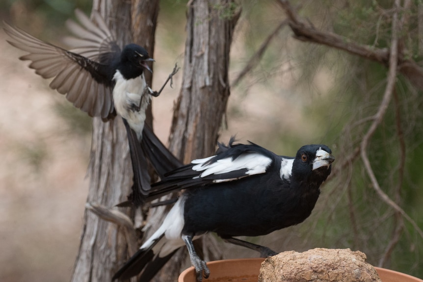 Willy wagtail battling a magpie.