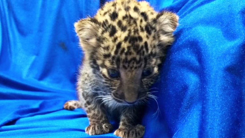 A leopard cub detained at the Chennai airport.