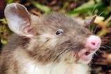 Hog-nosed rat