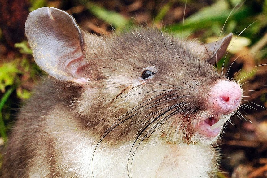 Hog-nosed rat