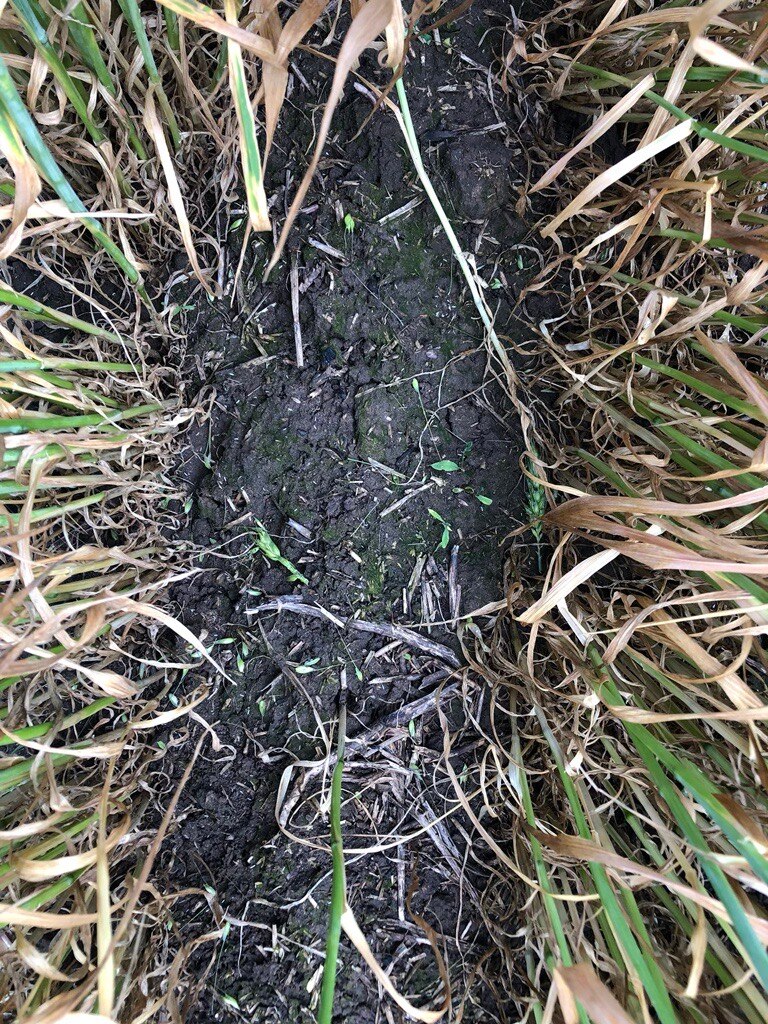 Victorian farmers assess crop losses from hail storm - ABC listen
