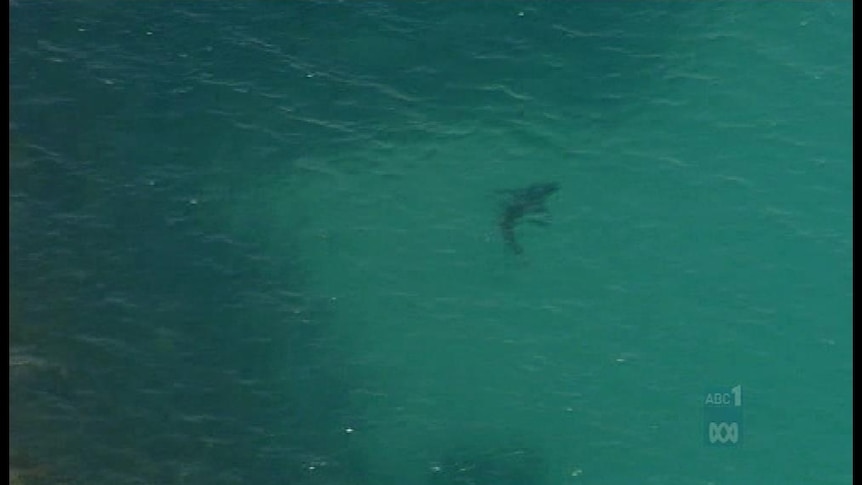 Shark sighting at Perth beach