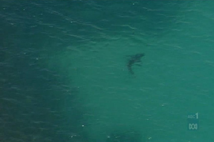 Shark sighting prompts beach closure