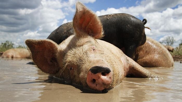 A pig wallows in mud at a free-range piggery near Baralaba, central Queensland. 