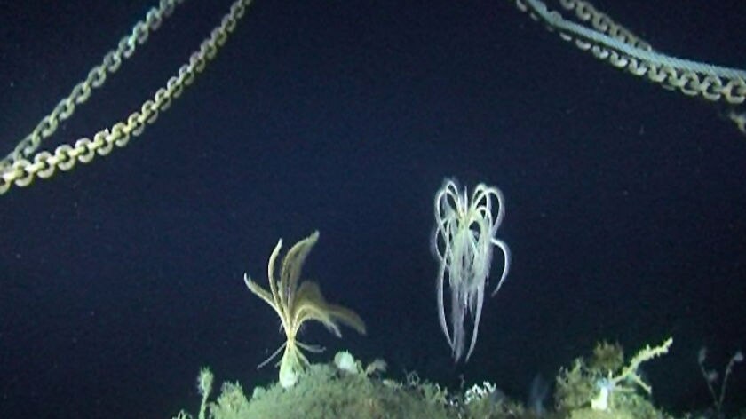 Antarctic researchers have discovered many new species, including giant sea spiders