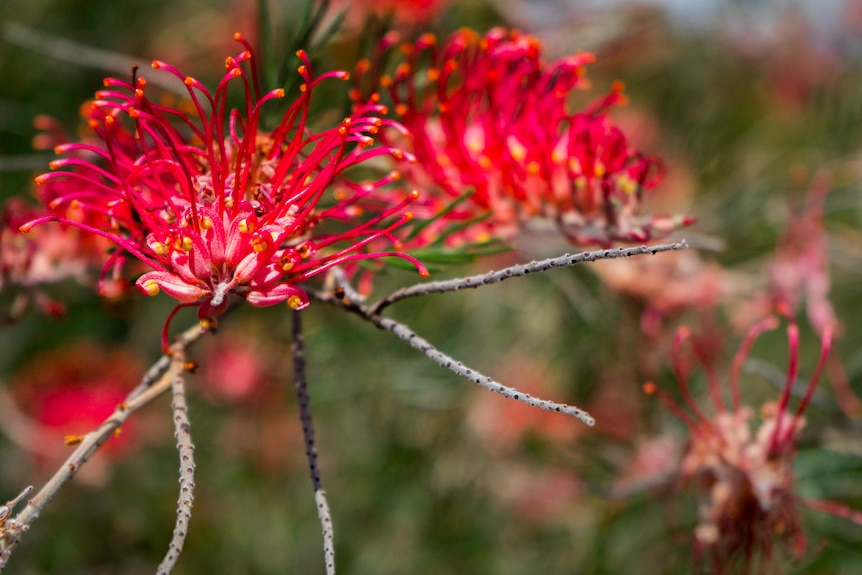 A bright red grevillea flower, with red and pink tendrils fanning out from the branch.