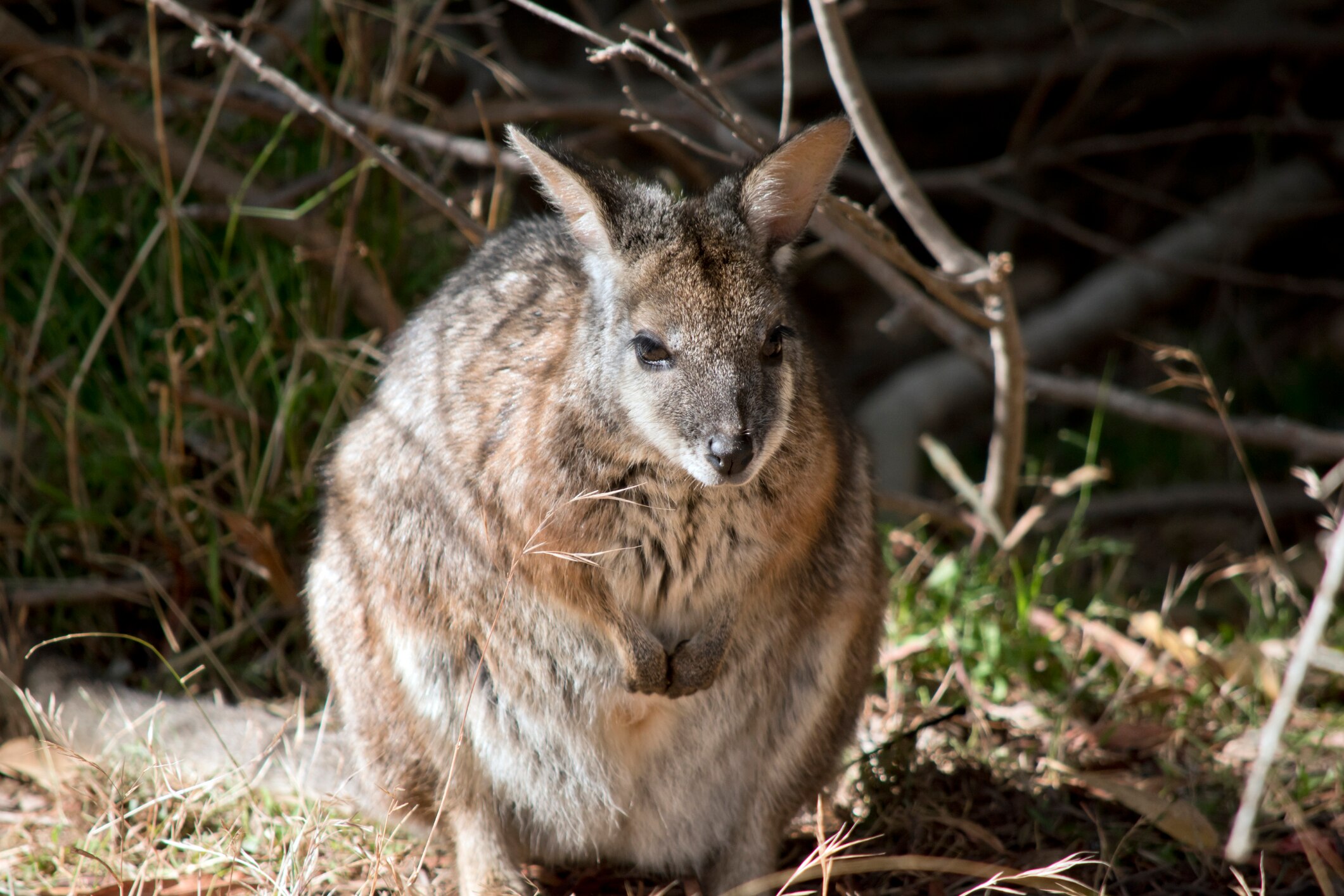 Marsupial reproduction - one at your feet, one in the pouch and one on standby!