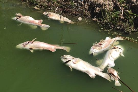 Dead fish lie in the Darling River, near Menindee.