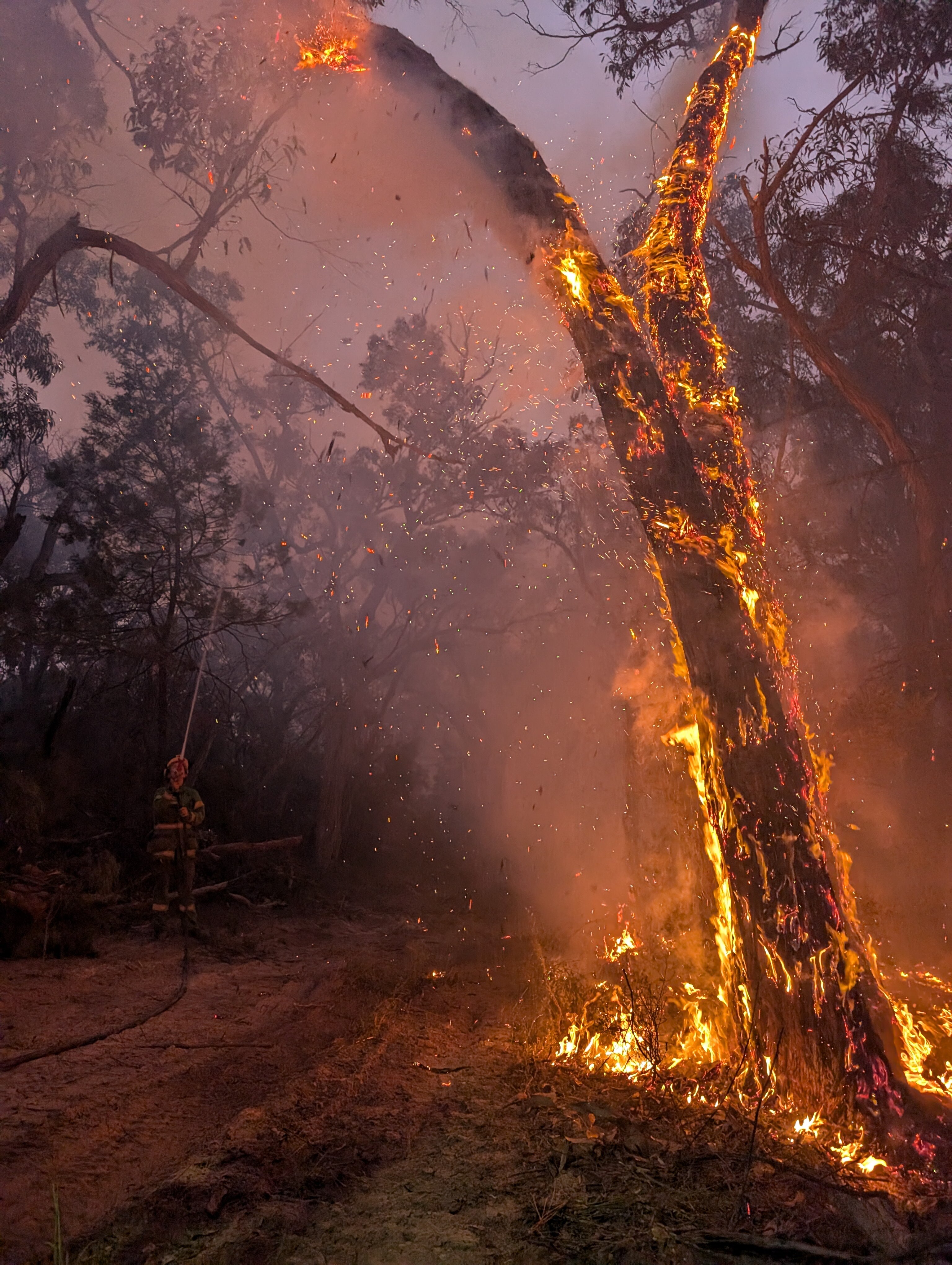 Flames engulf a tree as orange burning embers shower down to the blackened ground.