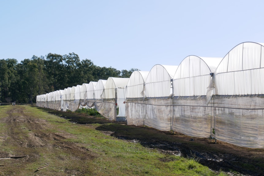 Plastic film-based structures side by side on a farm