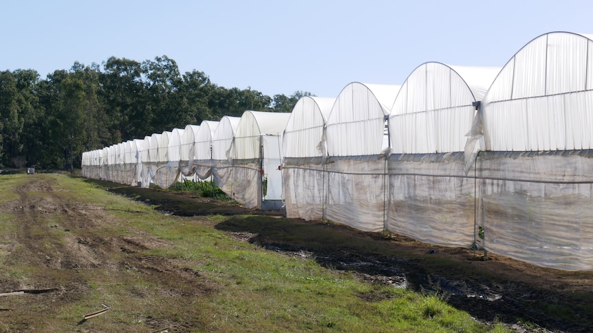 Plastic film-based structures side by side on a farm