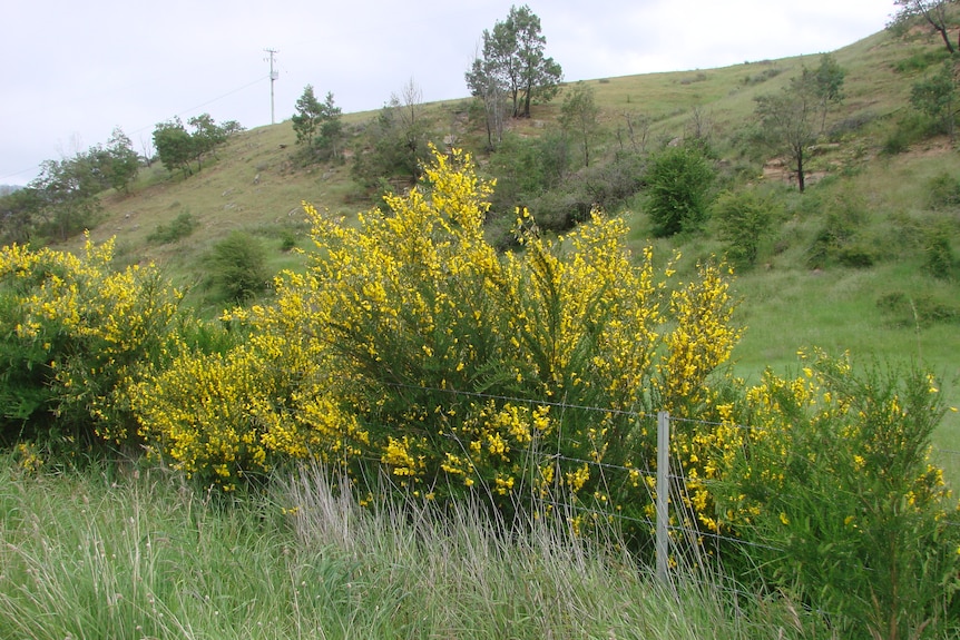 A large bush of gorse in the Derwent Valley, with bright yellow flowers.
