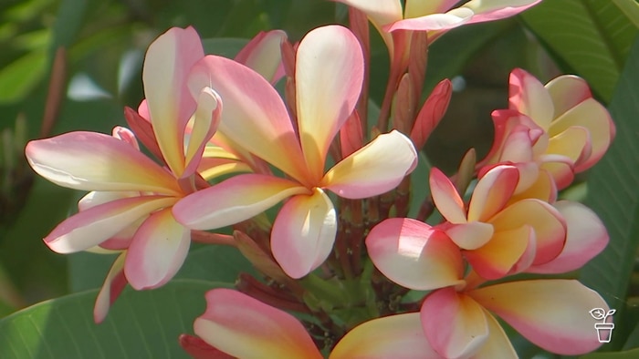 Pale pink and yellow frangipani flowers