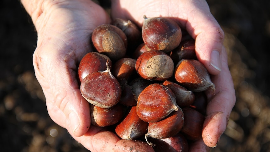 A hand full of chestnuts