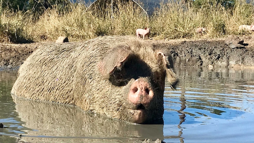 A large pig at a farm standing up in a muddy dam