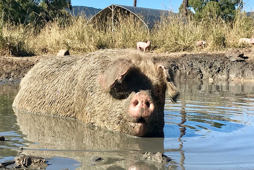 A large pig at a farm standing up in a muddy dam.