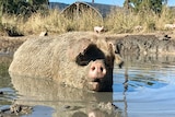 A large pig at a farm standing up in a muddy dam.