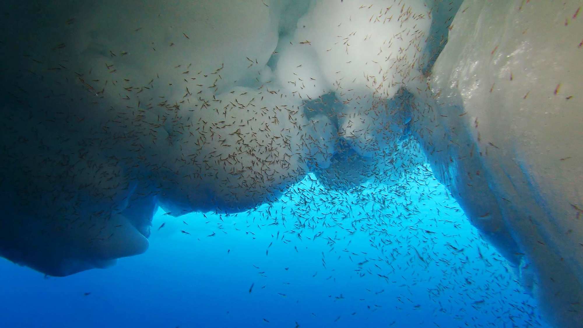 Hundreds of krill crowd around the bottom of an iceberg under the water.