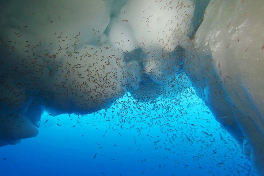 Hundreds of krill crowd around the bottom of an iceberg under the water.