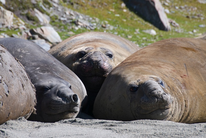 Elephant seals lying on the beach