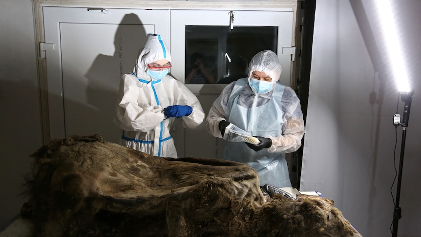 Two people in white lab clothing stand over a hairy, decayed corpse. It's unmistakably a bear.