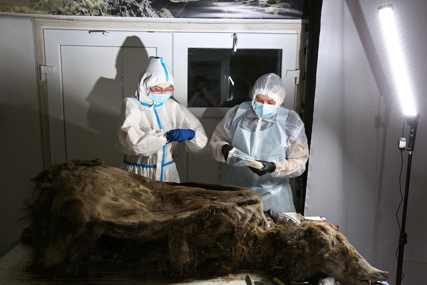 Two people in white lab clothing stand over a hairy, decayed corpse. It's unmistakably a bear.