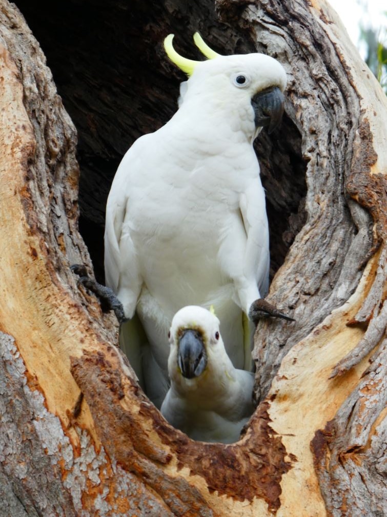 Two curious looking cockatoos sitting in the hollow of a tree