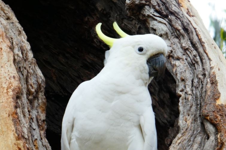 Two curious looking cockatoos sitting in the hollow of a tree